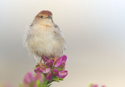 Levaillant's Cisticola or Tinkling Cisticola, Cisticola tinniens