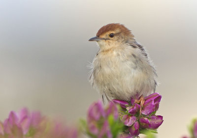 Levaillant's Cisticola or Tinkling Cisticola, Cisticola tinniens