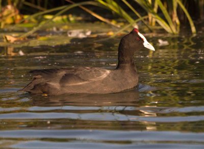  Red-knobbed Coot -  (Fulica cristata)