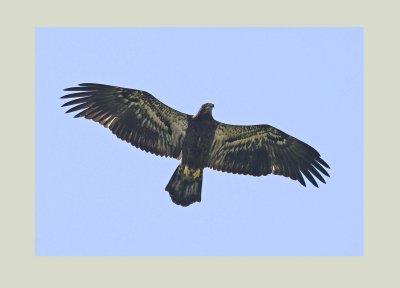 Bald Eagle - Haliaeetus leucocephalus