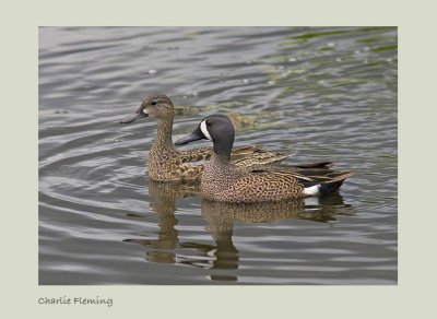 Blue-winged Teal - Anas discors