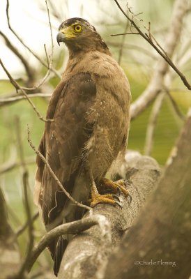 Crested Serpent Eagle (Spilornis cheela)