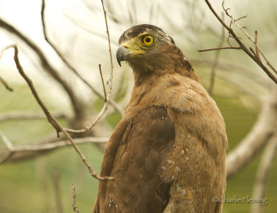 Crested Serpent Eagle (Spilornis cheela)