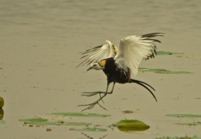 Pheasant-tailed Jacana (Hydrophasianus chirurgus)