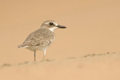  Lesser Sand Plover (Charadrius mongolus) 