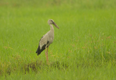 Asian Openbill Stork (Anastomus oscitans) 