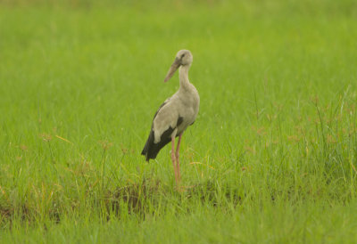 Asian Openbill Stork (Anastomus oscitans) 