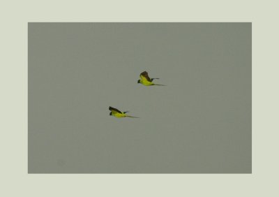 Nanday Parakeet (Aratinga nenday) 