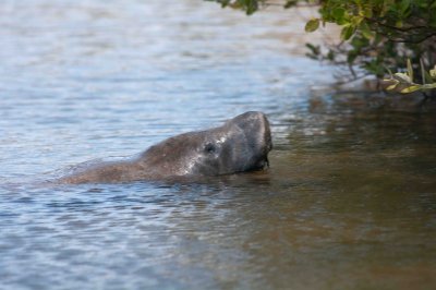 West Indian manatee (Trichechus manatus latirostris) 