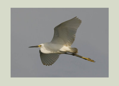  Snowy Egret (Egretta thula)