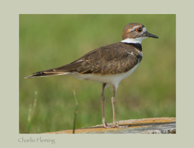 Killdeer- Charadrius vociferus