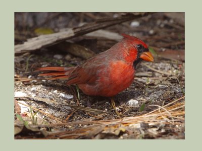 Red Cardinal