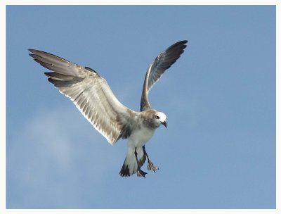 Laughing Gull