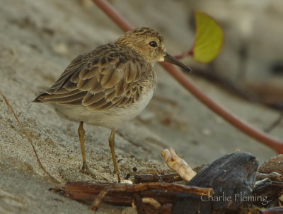 Least Sandpiper (Calidris minutilla) 