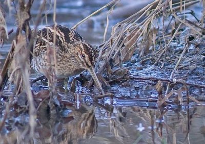 Snipe - Gallinago gallinago. 