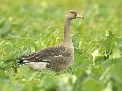 White fronted Goose - Anser albifrons