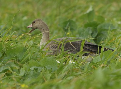 White fronted Goose