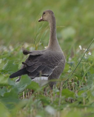 White fronted Goose