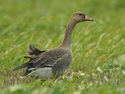 White fronted Goose