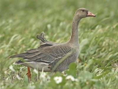 White fronted Goose