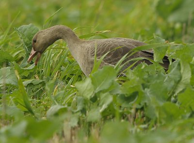 White fronted Goose