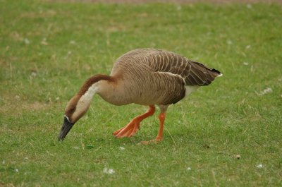 Swan Goose (Anser cygnoides)