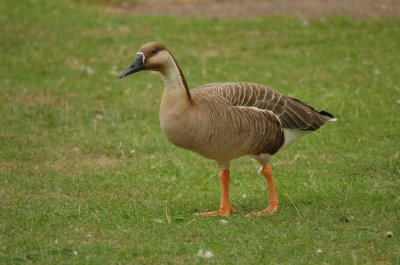 Swan Goose (Anser cygnoides)