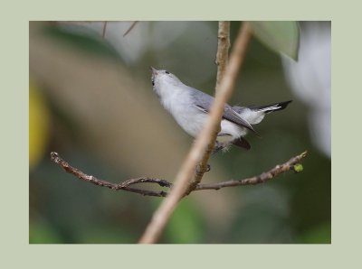 Blue Grey Gnatchatcher