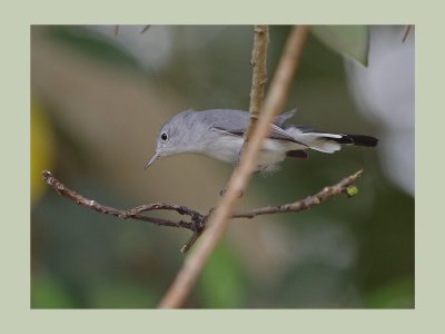 Blue Grey Gnatchatcher