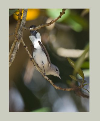 Blue Grey Gnatchatcher