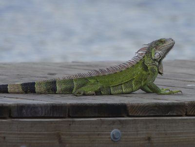Common iguana (Iguana iguana)