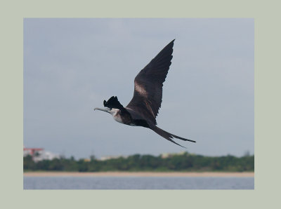 Magnificent Frigatebird (Fregata magnificens)