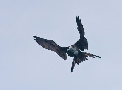 Magnificent Frigatebird (Fregata magnificens)