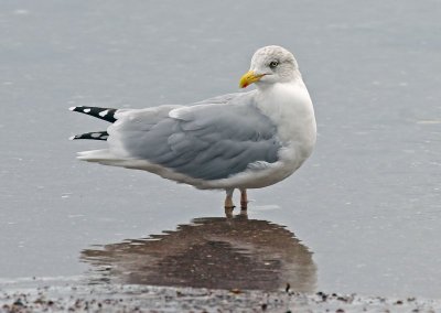 Yellow Legged Gull - Larus michahellis
