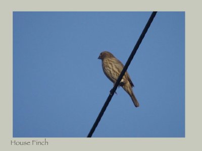 House Finch (Haemorhous mexicanus) 