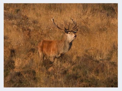 Red Deer