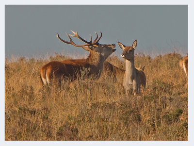 Red Deer