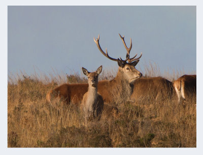 Red Deer