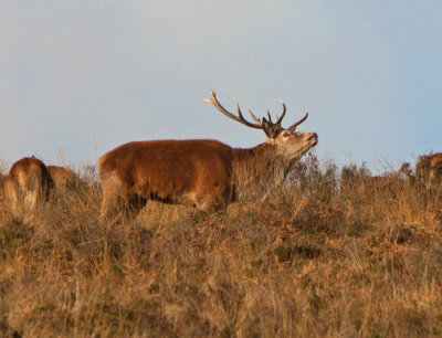 Red Deer