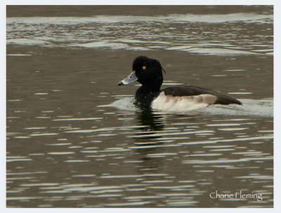 Tufted Duck -  Aythya fuligula