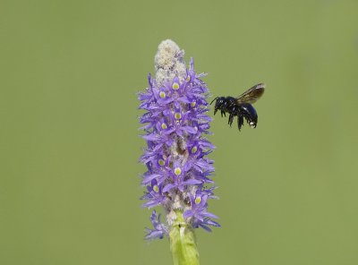 Southern Carpenter Bee (Xylocopa micans)