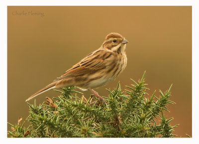 Reed Bunting