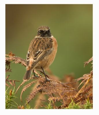 Stonechat