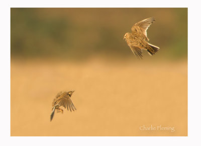 Skylark - Alauda arvensis