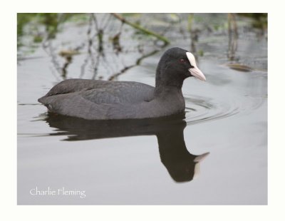 Coot -Fulica atra