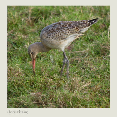 Black-tailed Godwit