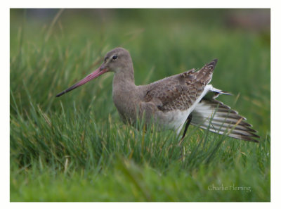 Black-tailed Godwit