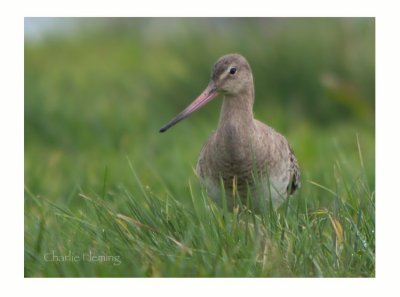 Black-tailed Godwit