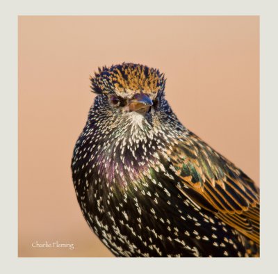 Common Starling - Sturnus vulgaris