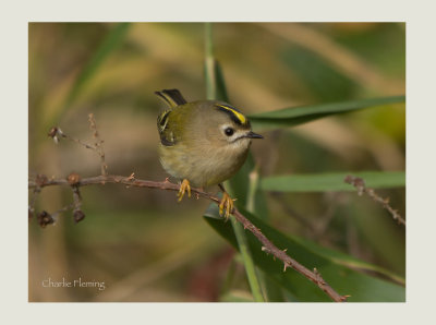 Goldcrest